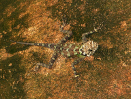 Young lizard Tropidurus sp. (French Guiana)